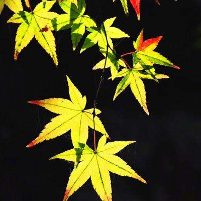 青云玄天bt版下载
